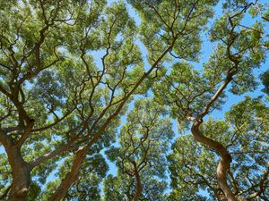 Preview wallpaper trees, branches, leaves, trunks, sky, nature