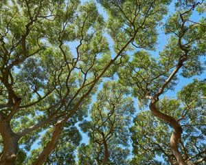 Preview wallpaper trees, branches, leaves, trunks, sky, nature