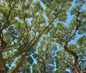 Preview wallpaper trees, branches, leaves, trunks, sky, nature