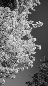 Preview wallpaper trees, branches, leaves, sky, black and white, nature