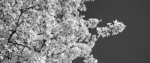 Preview wallpaper trees, branches, leaves, sky, black and white, nature