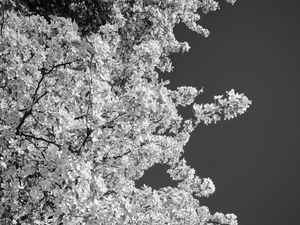 Preview wallpaper trees, branches, leaves, sky, black and white, nature