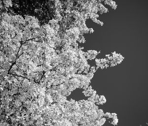 Preview wallpaper trees, branches, leaves, sky, black and white, nature