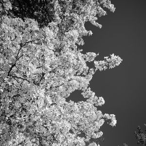 Preview wallpaper trees, branches, leaves, sky, black and white, nature