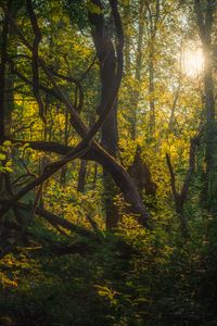Preview wallpaper trees, branches, leaves, forest, nature