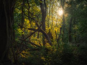 Preview wallpaper trees, branches, leaves, forest, nature