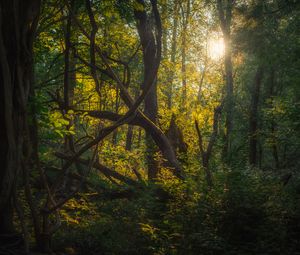 Preview wallpaper trees, branches, leaves, forest, nature