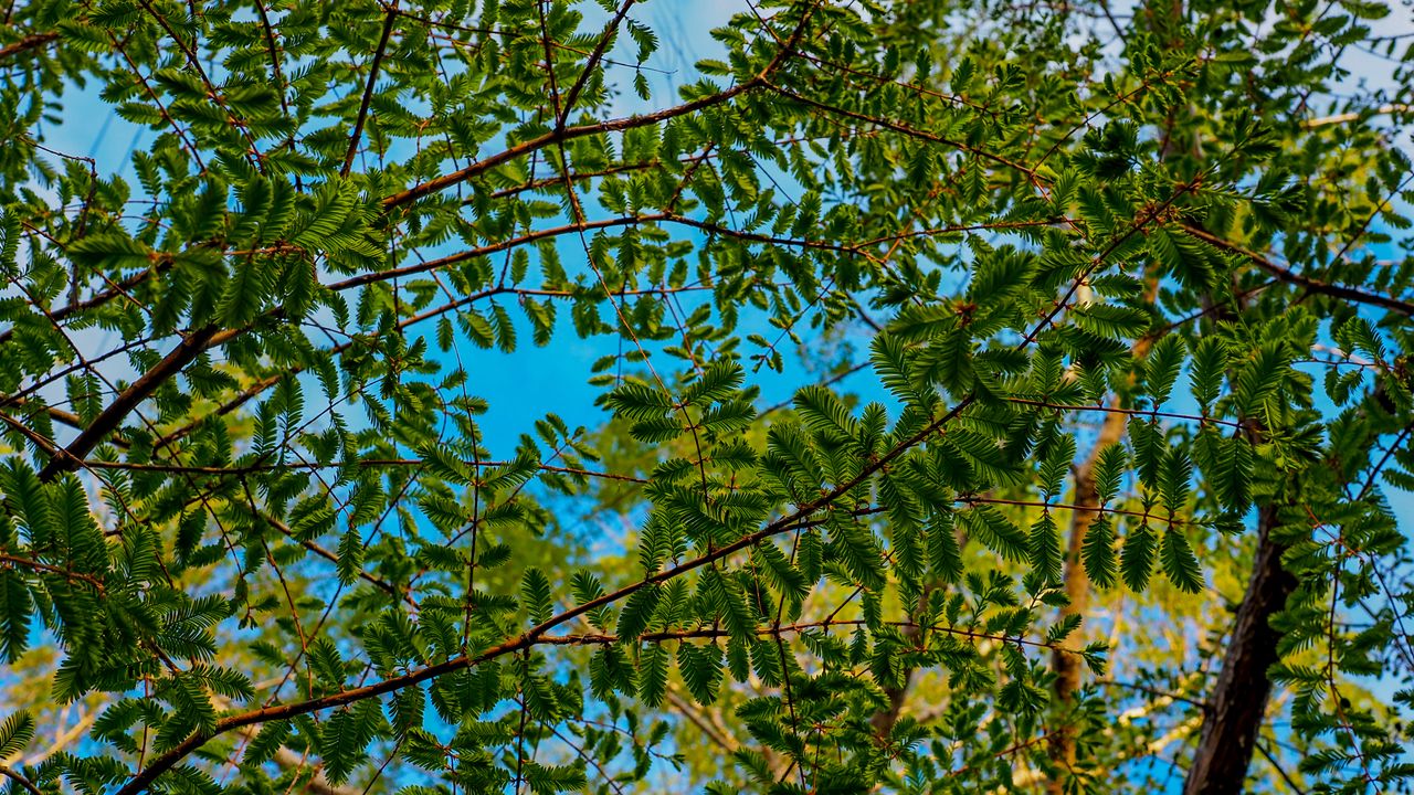 Wallpaper trees, branches, leaves, needles, green