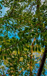 Preview wallpaper trees, branches, leaves, needles, green