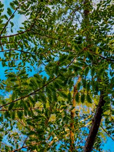 Preview wallpaper trees, branches, leaves, needles, green