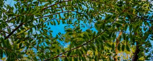 Preview wallpaper trees, branches, leaves, needles, green