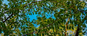 Preview wallpaper trees, branches, leaves, needles, green