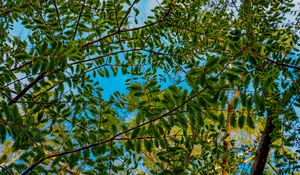 Preview wallpaper trees, branches, leaves, needles, green