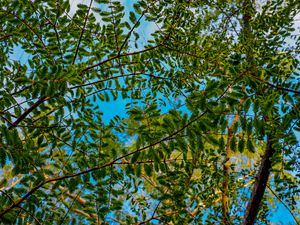 Preview wallpaper trees, branches, leaves, needles, green