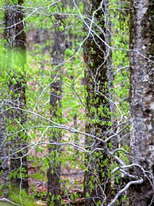 Preview wallpaper trees, branches, leaves, spring, nature, landscape