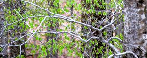 Preview wallpaper trees, branches, leaves, spring, nature, landscape