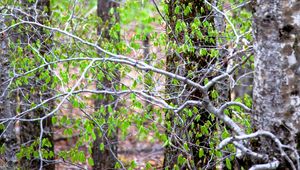 Preview wallpaper trees, branches, leaves, spring, nature, landscape