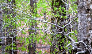 Preview wallpaper trees, branches, leaves, spring, nature, landscape