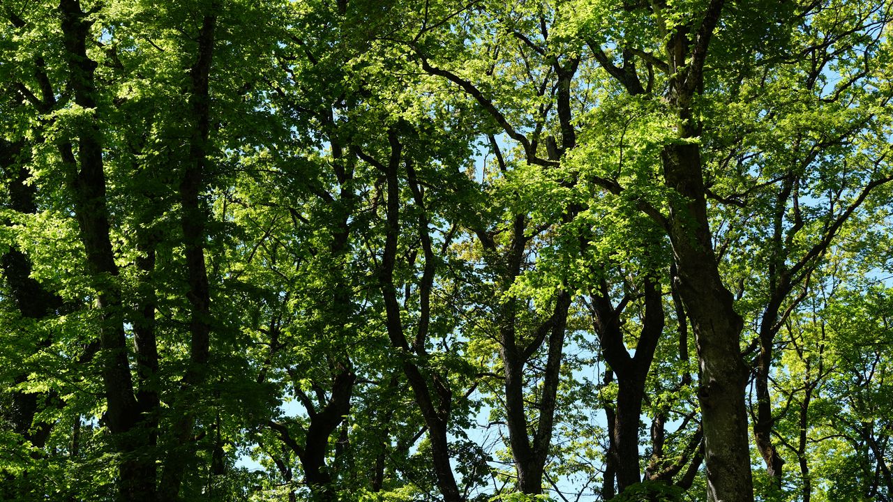 Wallpaper trees, branches, leaves, green