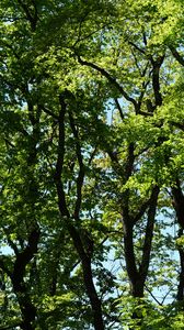 Preview wallpaper trees, branches, leaves, green