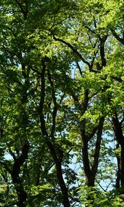 Preview wallpaper trees, branches, leaves, green