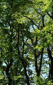 Preview wallpaper trees, branches, leaves, green