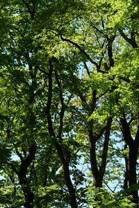 Preview wallpaper trees, branches, leaves, green