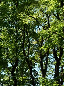 Preview wallpaper trees, branches, leaves, green