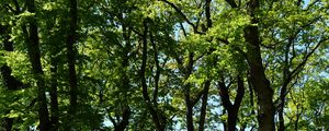 Preview wallpaper trees, branches, leaves, green