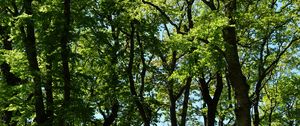 Preview wallpaper trees, branches, leaves, green