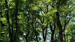 Preview wallpaper trees, branches, leaves, green