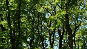 Preview wallpaper trees, branches, leaves, green