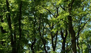 Preview wallpaper trees, branches, leaves, green