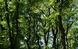Preview wallpaper trees, branches, leaves, green