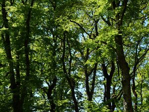 Preview wallpaper trees, branches, leaves, green