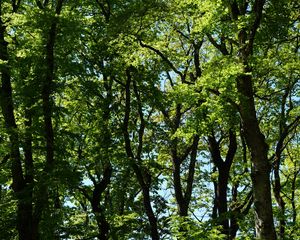 Preview wallpaper trees, branches, leaves, green