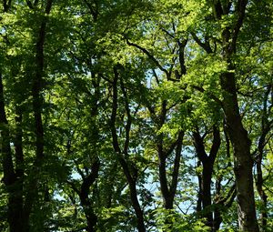 Preview wallpaper trees, branches, leaves, green