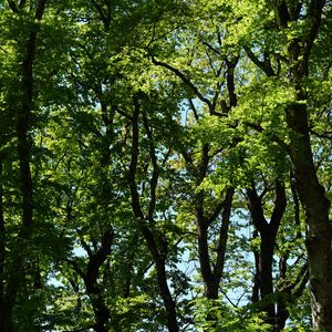 Preview wallpaper trees, branches, leaves, green