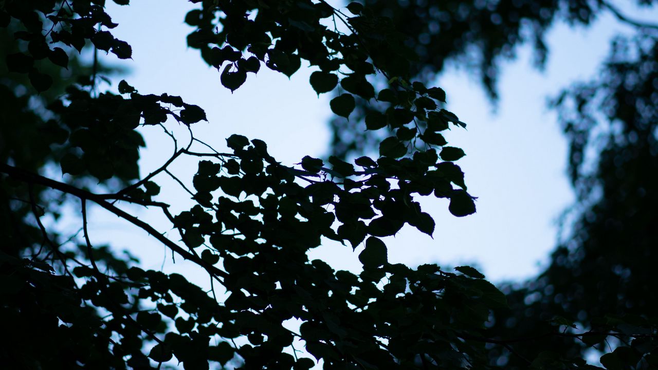 Wallpaper trees, branches, leaves, silhouette, evening