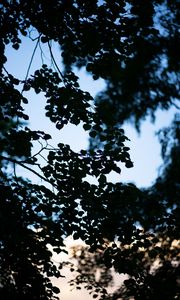 Preview wallpaper trees, branches, leaves, silhouette, evening