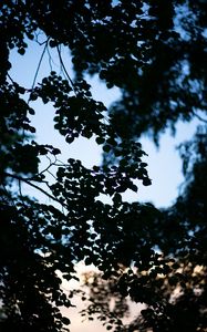 Preview wallpaper trees, branches, leaves, silhouette, evening