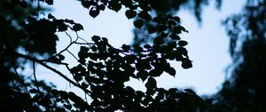 Preview wallpaper trees, branches, leaves, silhouette, evening