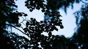 Preview wallpaper trees, branches, leaves, silhouette, evening