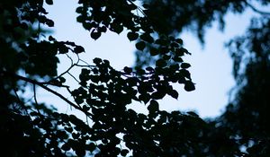 Preview wallpaper trees, branches, leaves, silhouette, evening