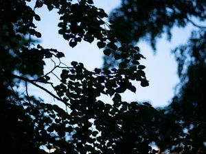 Preview wallpaper trees, branches, leaves, silhouette, evening