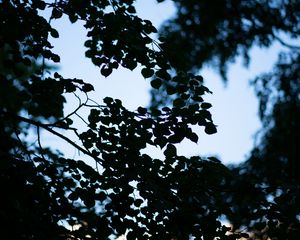 Preview wallpaper trees, branches, leaves, silhouette, evening