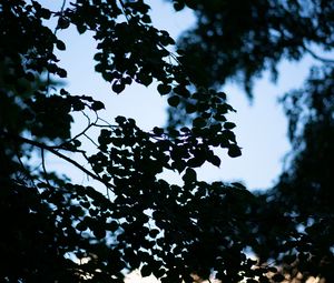 Preview wallpaper trees, branches, leaves, silhouette, evening