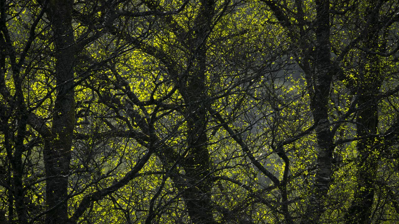 Wallpaper trees, branches, leaves, forest