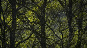 Preview wallpaper trees, branches, leaves, forest