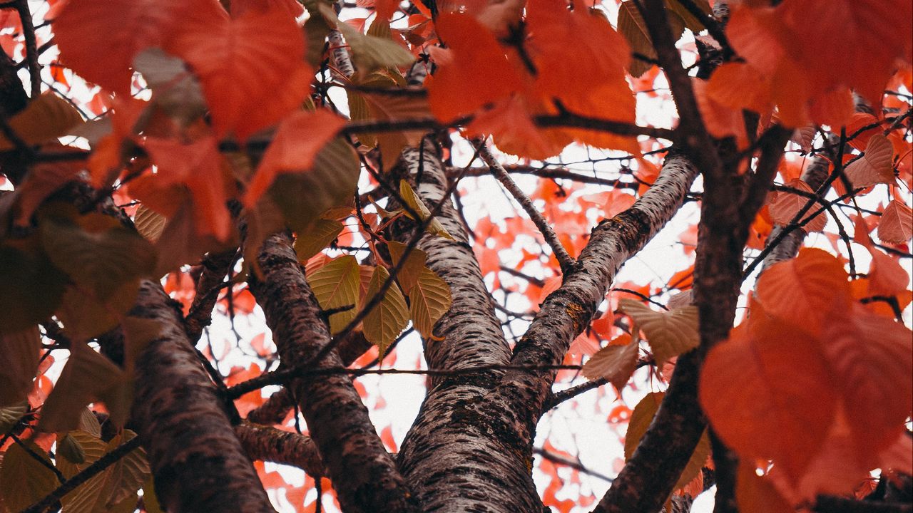 Wallpaper trees, branches, leaves, autumn, red